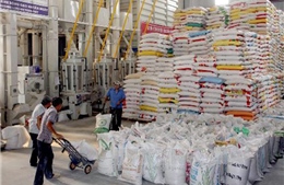 Sản xuất gạo chất lượng cao để xuất khẩu 